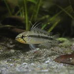 Apistogramma cacatuoides