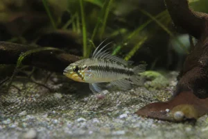 Apistogramma cacatuoides