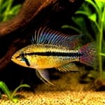 Apistogramma agassizii