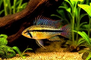 Apistogramma agassizii