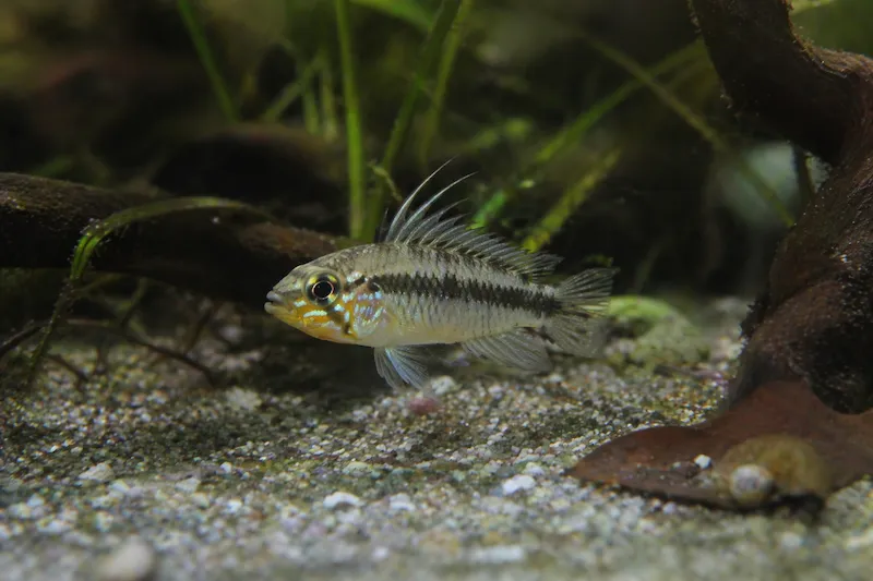 Apistogramma cacatuoides