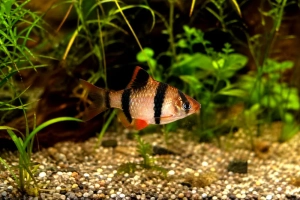 Barbus de Sumatra