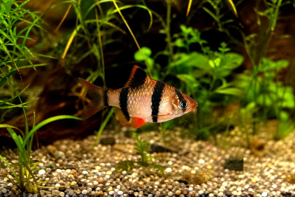 Barbus de Sumatra