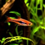 Boraras brigittae