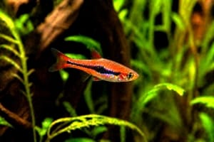 Boraras brigittae