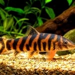Botia striata