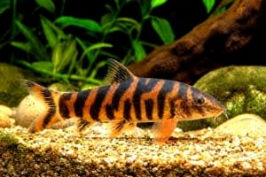 Botia striata