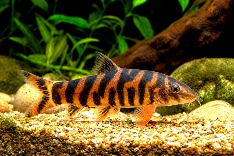 Botia striata