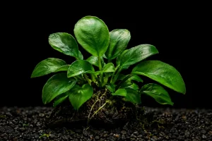 Anubias Nana