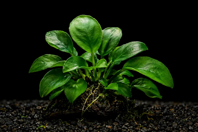 Anubias Nana