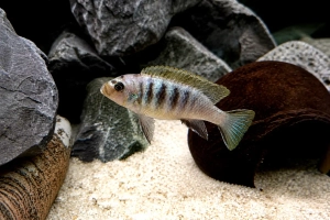Cichlidé Mbuna