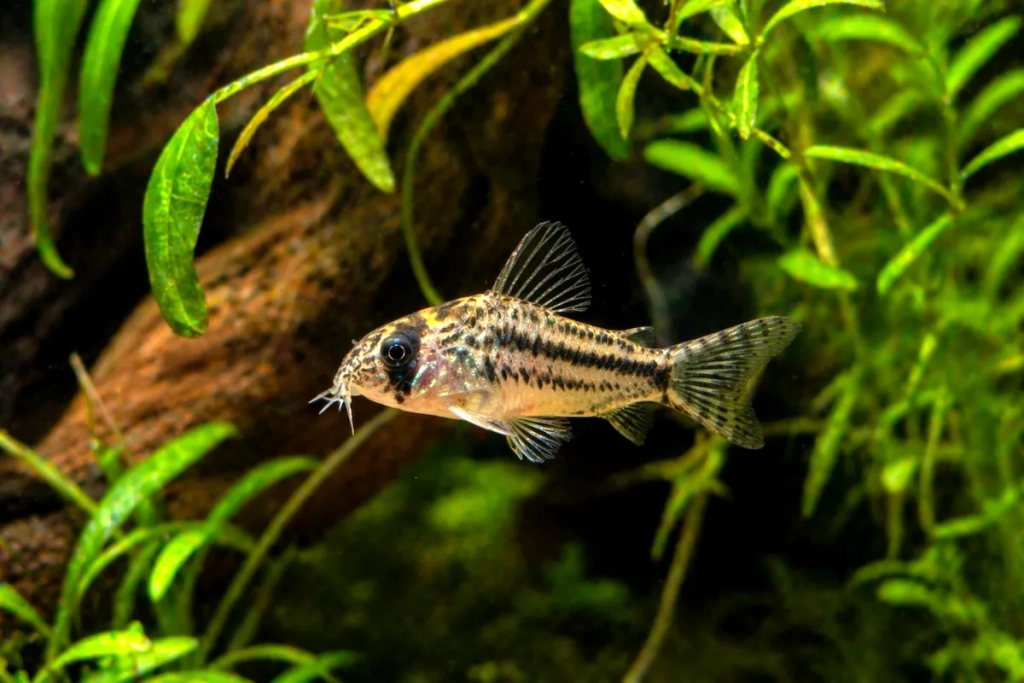 Corydoras pygmée