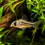 Corydoras pygmée