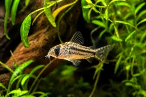 Corydoras pygmée