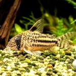 Corydoras sterbai