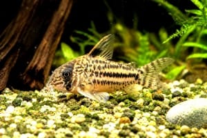 Corydoras sterbai