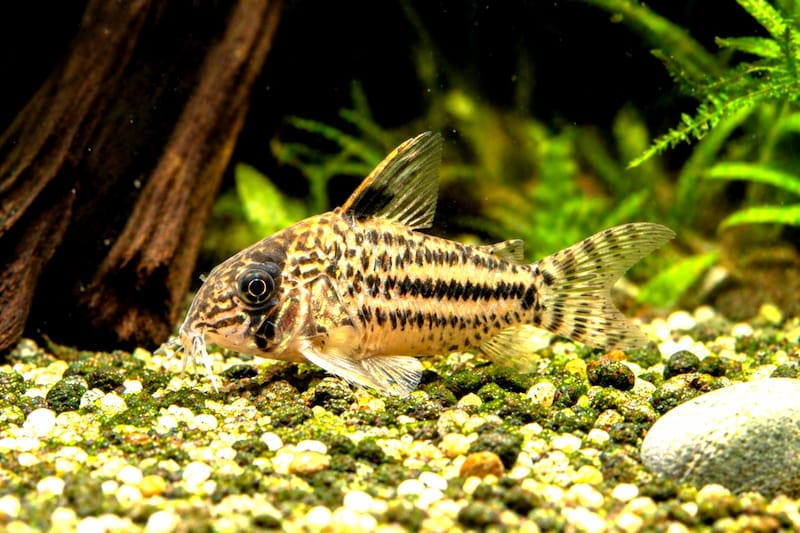 Corydoras sterbai