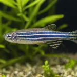 Danio zèbre