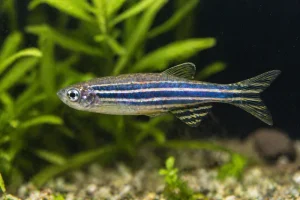 Danio zèbre