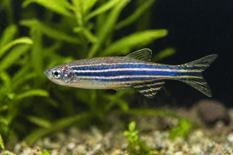 Danio zèbre