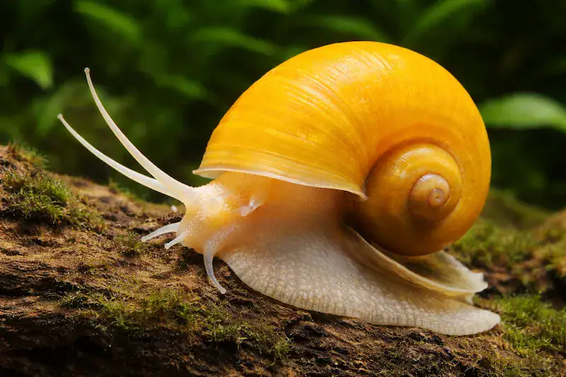 Escargot Pomacée