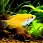 Gourami miel