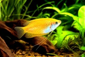 Gourami miel