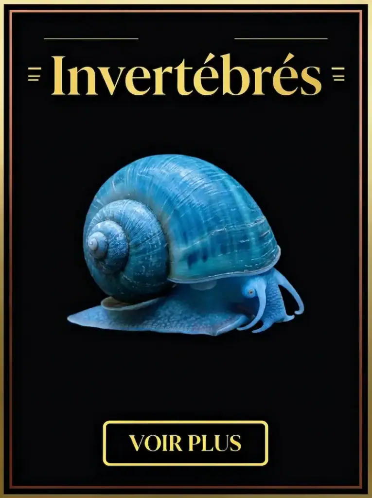 Voir les fiches invertébrés