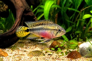 Kribensis