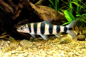 Léporinus à bandes