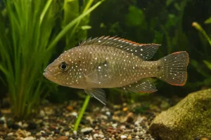 maladie des points blancs maladie aquarium