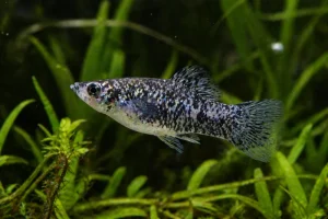 Molly
