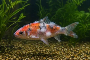 mycose maladie aquarium