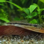 Otocinclus