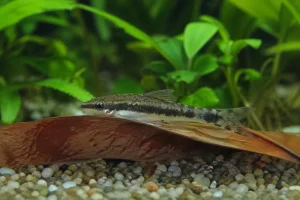 Otocinclus