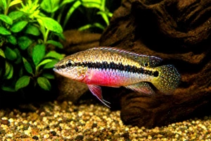 Pelvicachromis taeniatus