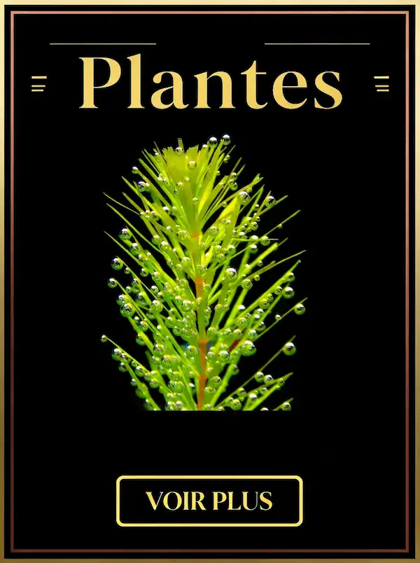 Voir les fiches plantes