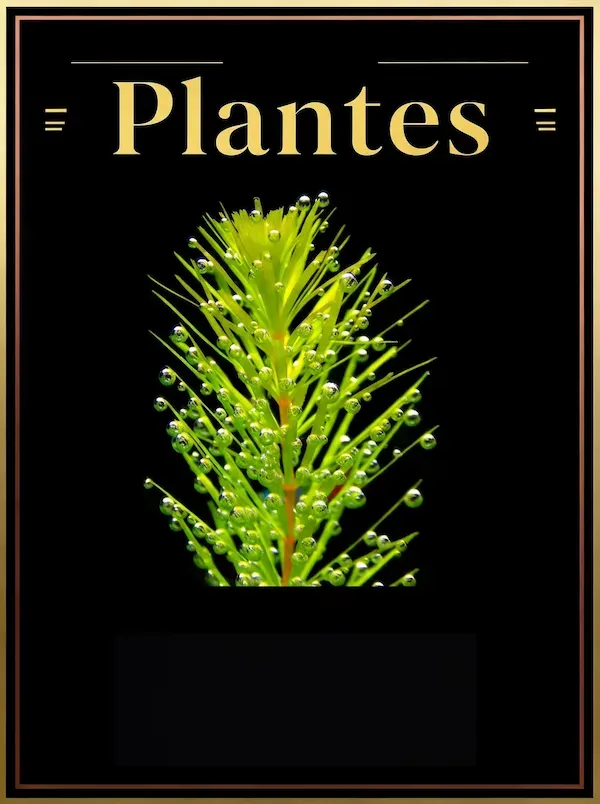 Plantes aquarium