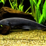 Poisson couteau noir