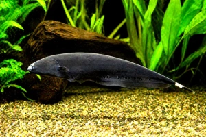 Poisson couteau noir