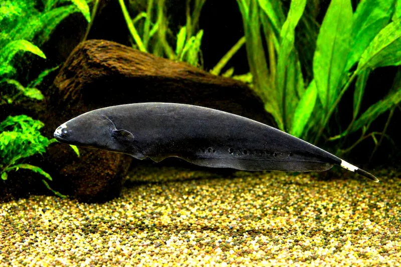 Poisson couteau noir