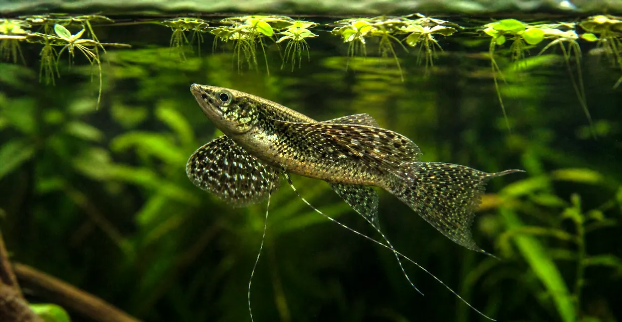 Poisson Papillon D'eau Douce (Pantodon Buchholzi) Fiche Complète