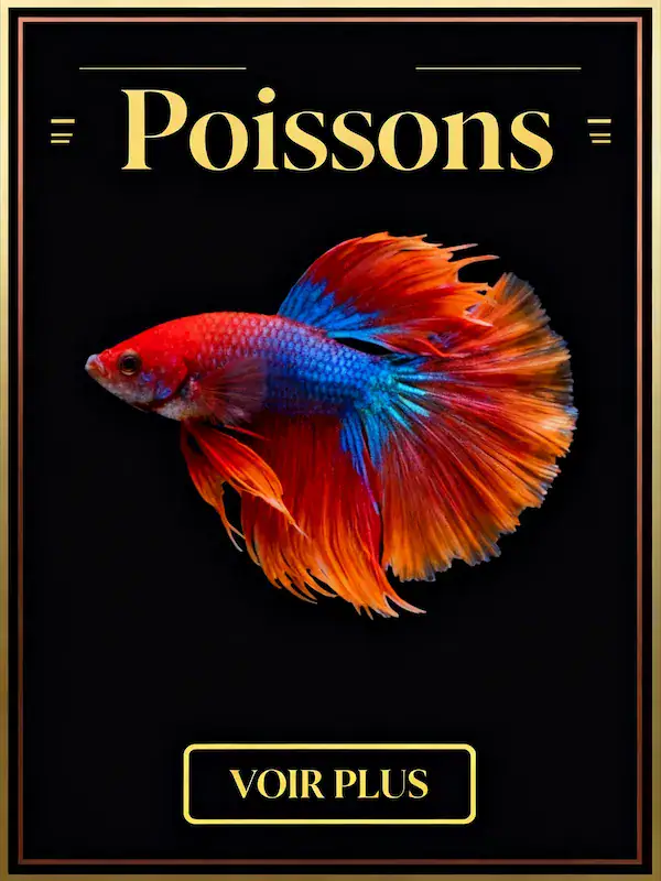 Voir les fiches poissons