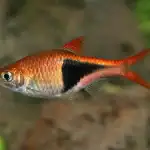 Rasbora arlequin