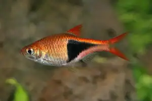 Rasbora arlequin