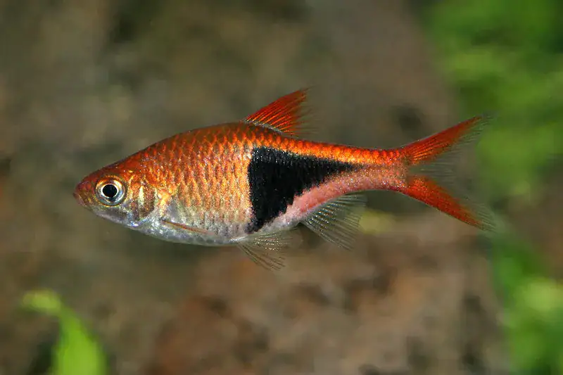 Rasbora arlequin
