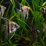 Scalaire
