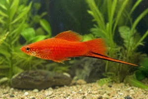 Xipho