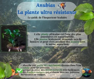 L’Anubias : la plante aquatique incontournable de l’aquarium