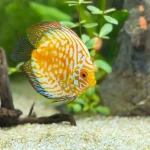 Discus